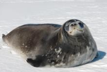 Jenn's favorite seal pic