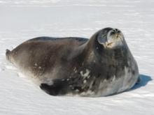 Body of the Weddell seal