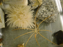 sea anemone ans sea spider