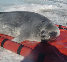 One of the first seals 