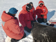 Working a seal