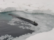 Seal in water with tags visible