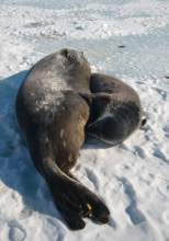 Mom and pup nursing