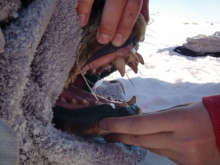 Weddell seal’s teeth 