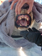 Weddell seal’s teeth