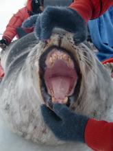 Look at this seal’s teeth