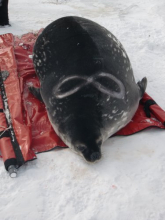 Marking the seal