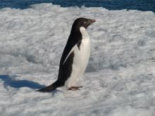 Adelie penguin