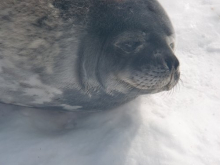 Seal Exhaling