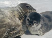 Mom and pup on the ice