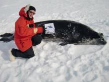 Closer Look at the Weddell seal body