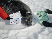 A Closer Look at the Weddell seal eyes