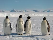 Emperor penguins molting