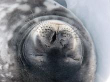 Weddell seal's whiskers