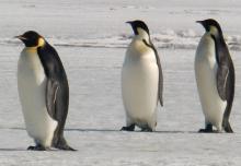 Emperor penguins