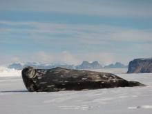 Weddell seal