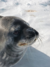 Identify the whiskers