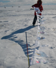 Seal pup flags