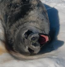 Seal 'crying'