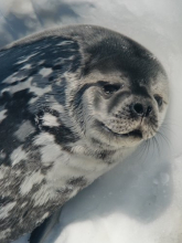 Is this seal crying?