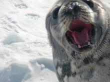 Seal selfie