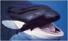 Killer whale - teeth