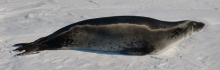 Crabeater seal