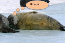 Weddell seal thinking