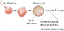 Embryonic diapause