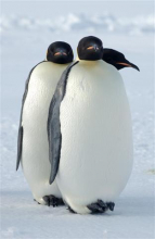 Emperor penguins