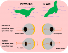 Eye comparison