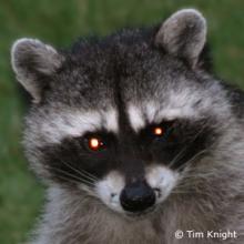 Racoon