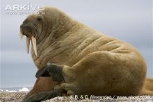 Walrus