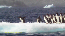 Gentoo Penguins