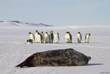 Weddell seal with defense scratches