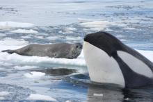 Killer Whale and Weddell seal