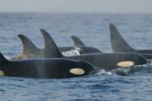 Killer whale pod