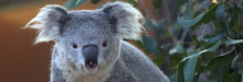 Koalas at Taronga Zoo