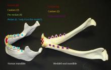 Human versus seal mandible