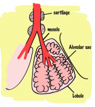 Lung Diagram