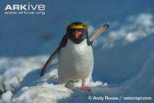 Macaroni penguin