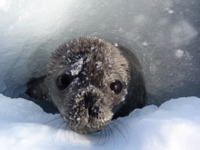 Favorite seal pic