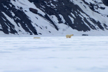 Polar Bear Family