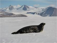 Molted seal