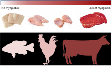 Myoglobin in muscles 