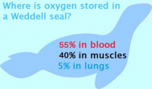 Where is oxygen stored in a Weddell seal?