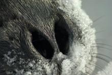 Close-up of nose