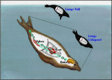 Diagram of a seal during a dive