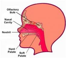 Parts of Nose