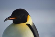 Emperor Penguin